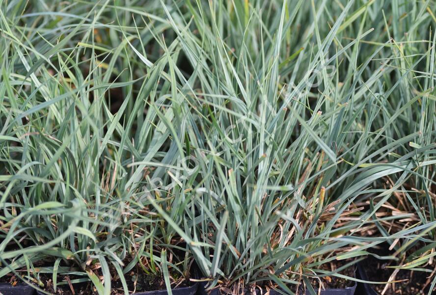 Ostřice prosová - Carex panicea