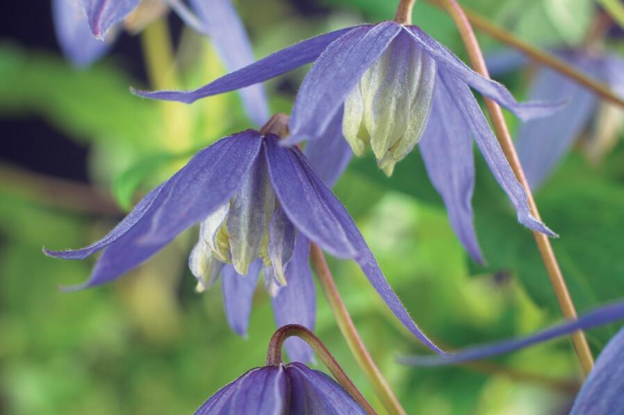 Plamének alpský - Clematis alpina