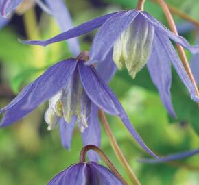 Plamének alpský - Clematis alpina