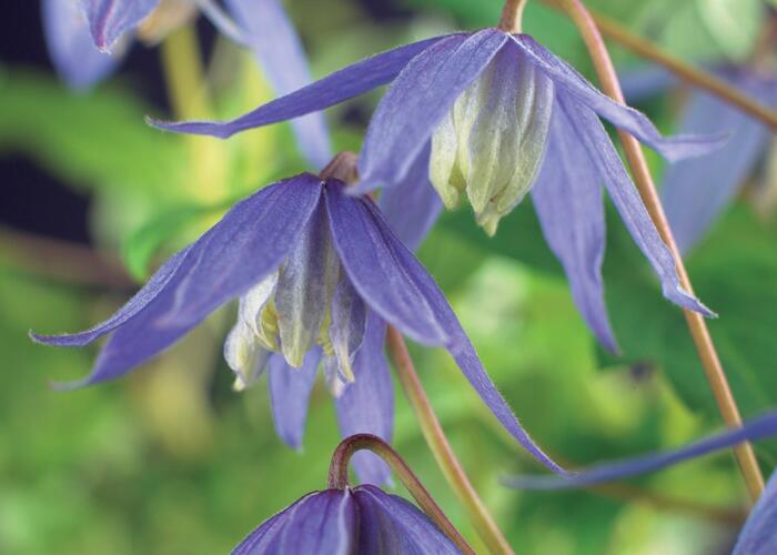 Plamének alpský - Clematis alpina