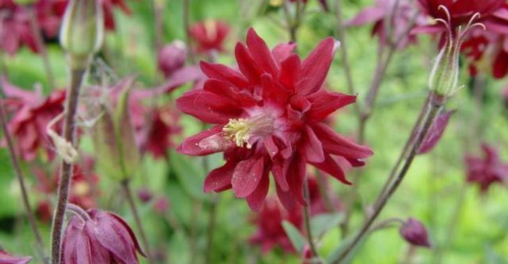 Orlíček obecný 'Ruby Port' - Aquilegia vulgaris v.stellata plena 'Ruby Port'