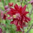 Orlíček obecný 'Ruby Port' - Aquilegia vulgaris v.stellata plena 'Ruby Port'