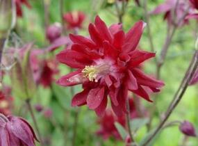 Orlíček obecný 'Ruby Port' - Aquilegia vulgaris v.stellata plena 'Ruby Port'