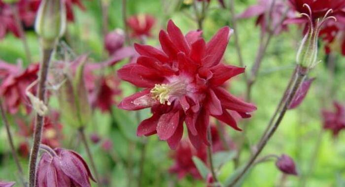 Orlíček obecný 'Ruby Port' - Aquilegia vulgaris plena 'Ruby Port'