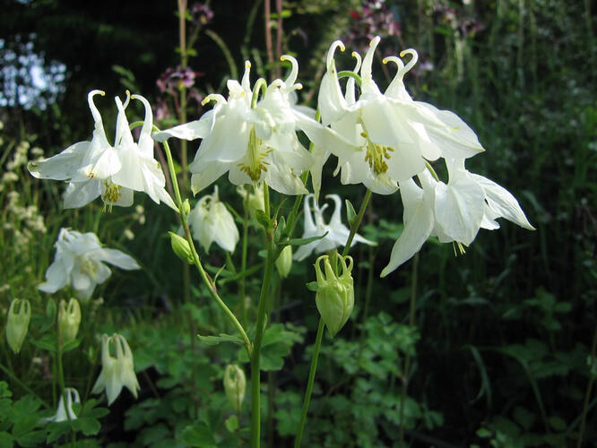 Orlíček obecný 'Alba' - Aquilegia vulgaris 'Alba'