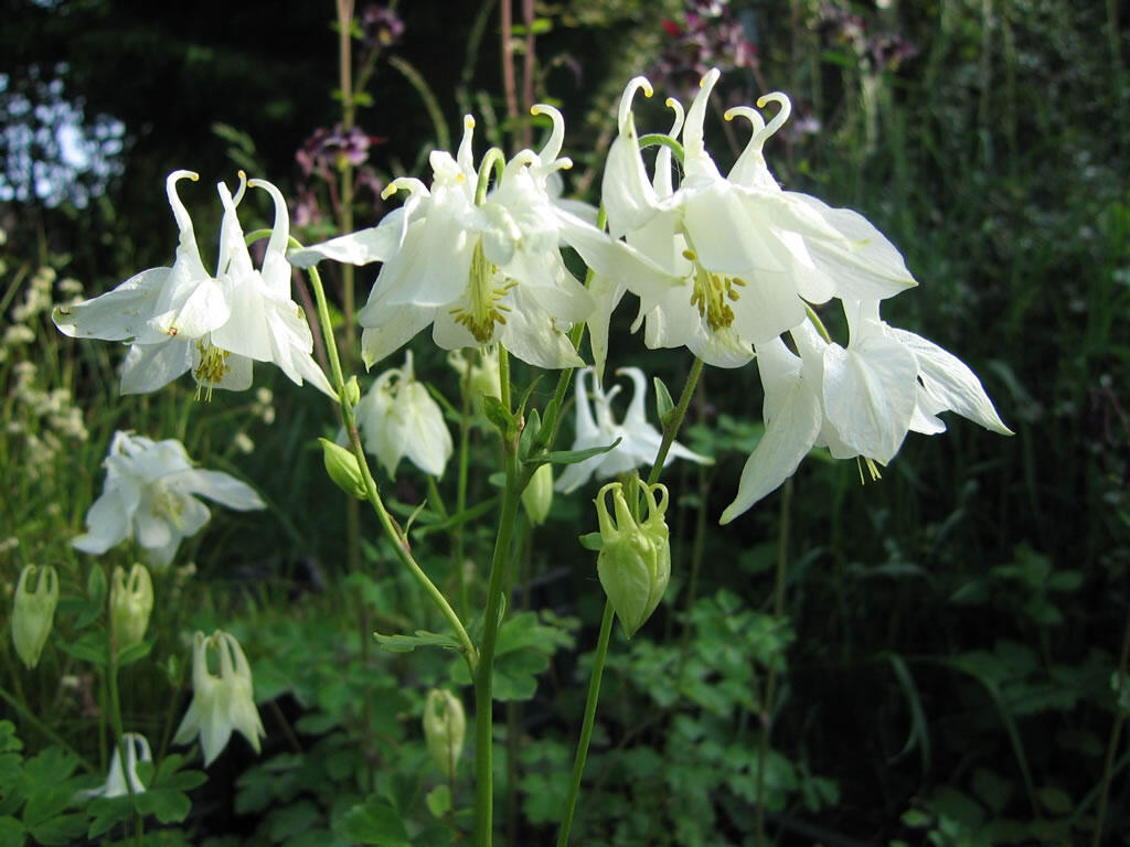 Orlíček obecný 'Alba' - Aquilegia vulgaris 'Alba'