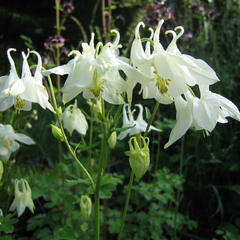 Orlíček obecný 'Alba' - Aquilegia vulgaris 'Alba'