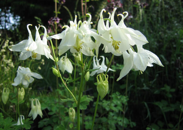 Orlíček obecný 'Alba' - Aquilegia vulgaris 'Alba'