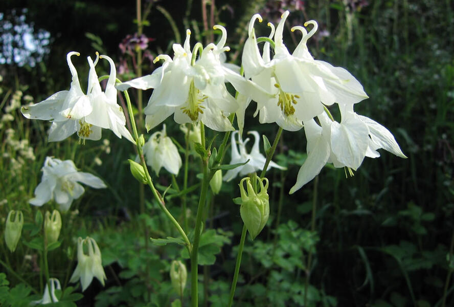 Orlíček obecný 'Alba' - Aquilegia vulgaris 'Alba'