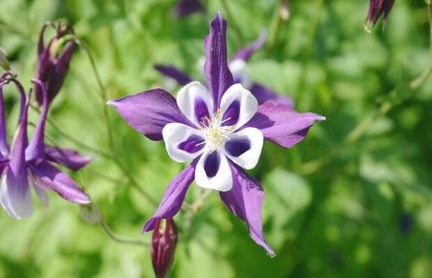 Orlíček obecný - Aquilegia vulgaris