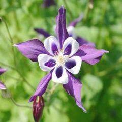 Orlíček obecný - Aquilegia vulgaris