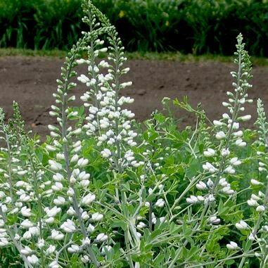 Baptisie jižní 'Alba' - Baptisia australis 'Alba'
