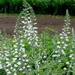 Baptisie jižní 'Alba' - Baptisia australis 'Alba'