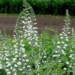 Baptisie jižní 'Alba' - Baptisia australis 'Alba'