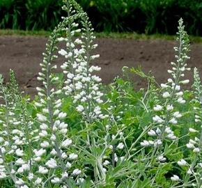 Baptisie jižní 'Alba' - Baptisia australis 'Alba'