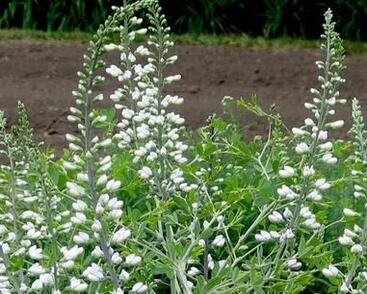 Baptisie jižní 'Alba'