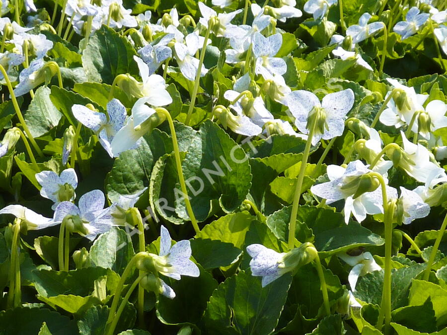 Violka vonná 'Freckles' - Viola sororia 'Freckles'