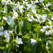 Violka vonná 'Freckles' - Viola sororia 'Freckles'