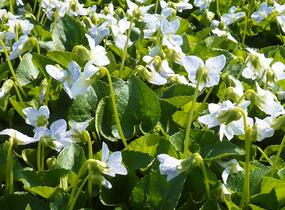 Violka sesterská 'Freckles' - Viola sororia 'Freckles'