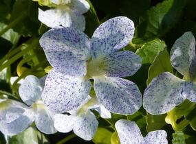 Violka sesterská 'Freckles' - Viola sororia 'Freckles'