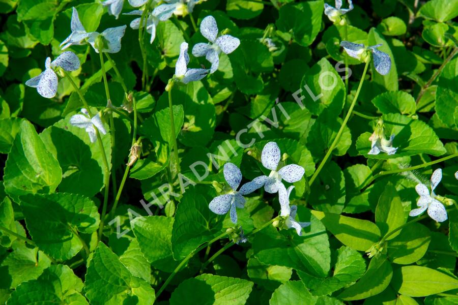 Violka sesterská 'Freckles' - Viola sororia 'Freckles'