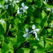 Violka vonná 'Freckles' - Viola sororia 'Freckles'