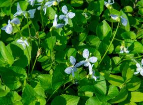Violka sesterská 'Freckles' - Viola sororia 'Freckles'