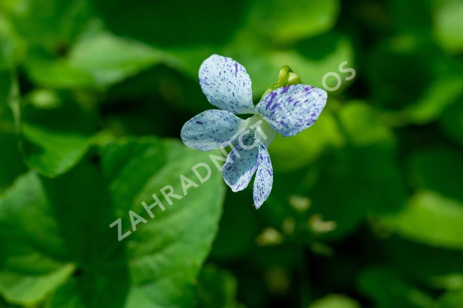 Violka vonná 'Freckles' - Viola sororia 'Freckles'