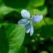 Violka vonná 'Freckles' - Viola sororia 'Freckles'