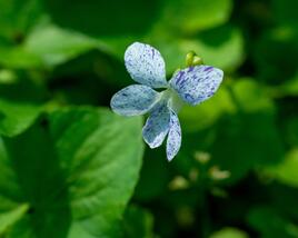 Violka sesterská 'Freckles'