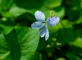 Violka sesterská 'Freckles' - Viola sororia 'Freckles'