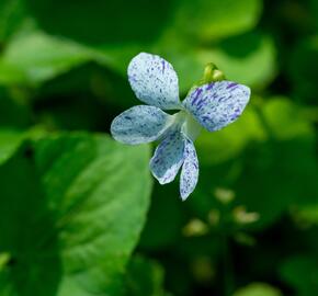 Violka vonná 'Freckles' - Viola sororia 'Freckles'