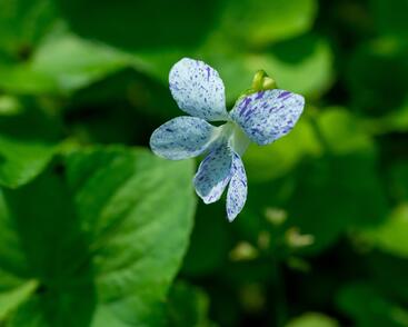 Violka sesterská 'Freckles'