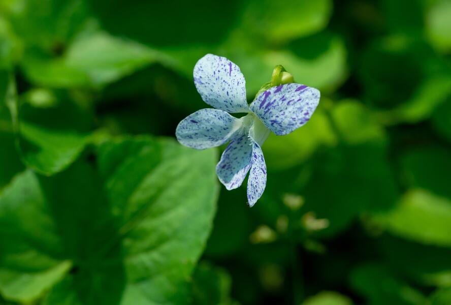 Violka sesterská 'Freckles' - Viola sororia 'Freckles'