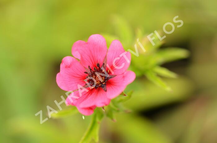 Mochna nepálská 'Ron McBeath' - Potentilla nepalensis 'Ron McBeath'