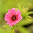 Mochna nepálská 'Ron McBeath' - Potentilla nepalensis 'Ron McBeath'