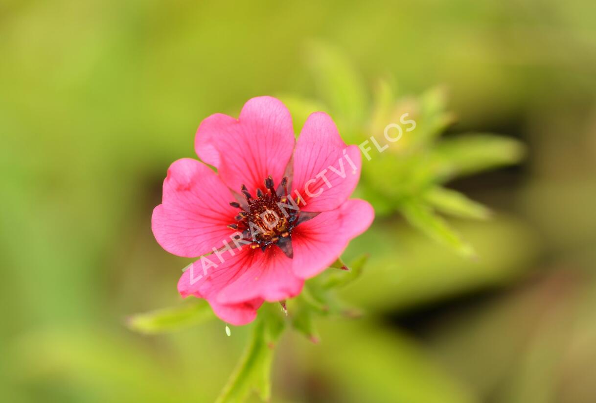 Mochna nepálská 'Ron McBeath' - Potentilla nepalensis 'Ron McBeath'