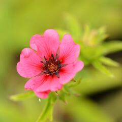 Mochna nepálská 'Ron McBeath' - Potentilla nepalensis 'Ron McBeath'