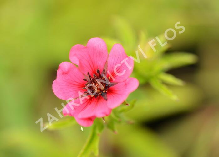 Mochna nepálská 'Ron McBeath' - Potentilla nepalensis 'Ron McBeath'