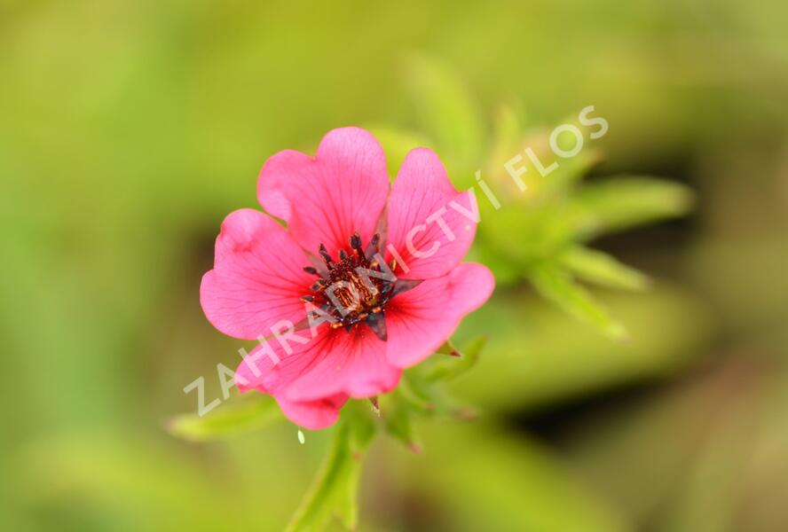 Mochna nepálská 'Ron McBeath' - Potentilla nepalensis 'Ron McBeath'