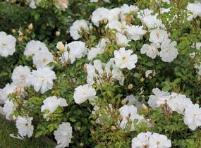 Růže půdopokryvná Kordes 'Diamant' - Rosa PK 'Diamant'