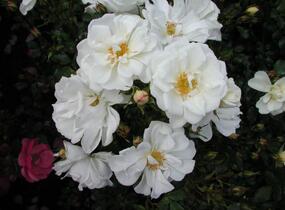 Růže půdopokryvná Kordes 'Diamant' - Rosa PK 'Diamant'