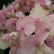 Hortenzie velkolistá 'Bouquet Rose' - Hydrangea macrophylla 'Bouquet Rose'