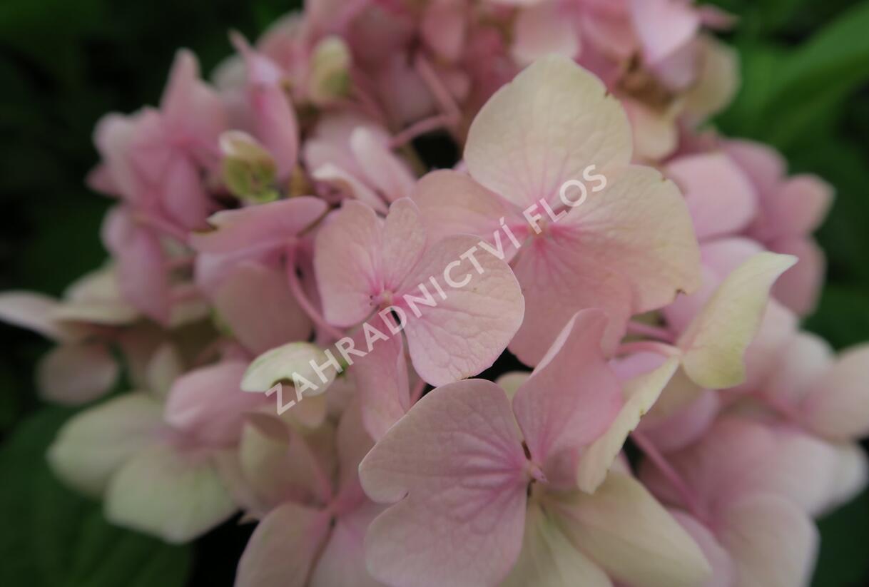 Hortenzie velkolistá 'Bouquet Rose' - Hydrangea macrophylla 'Bouquet Rose'