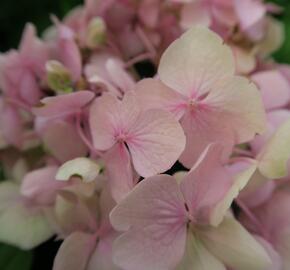 Hortenzie velkolistá 'Bouquet Rose' - Hydrangea macrophylla 'Bouquet Rose'