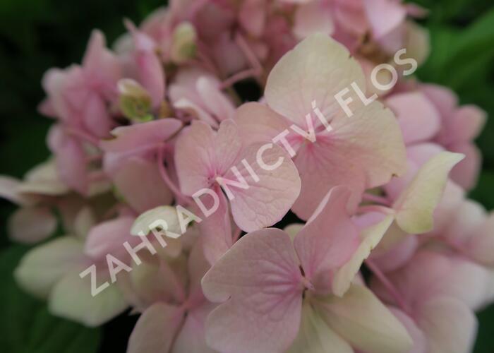 Hortenzie velkolistá 'Bouquet Rose' - Hydrangea macrophylla 'Bouquet Rose'