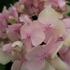 hortenzie-velkolista-bouquet-rose.jpg