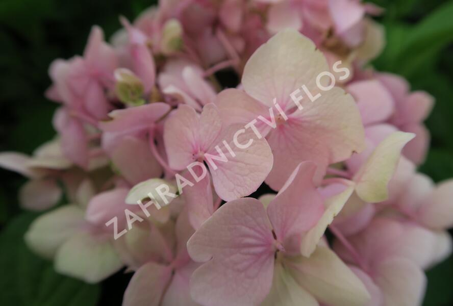Hortenzie velkolistá 'Bouquet Rose' - Hydrangea macrophylla 'Bouquet Rose'