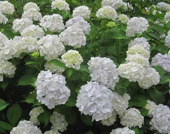 Hortenzie velkolistá 'Madame Emile Mouillère' - Hydrangea macrophylla 'Madame Emile Mouillère'