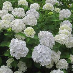 Hortenzie velkolistá 'Madame Emile Mouillère' - Hydrangea macrophylla 'Madame Emile Mouillère'